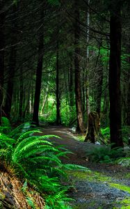 Preview wallpaper forest, path, trees, vancouver island, canada