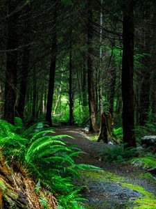 Preview wallpaper forest, path, trees, vancouver island, canada