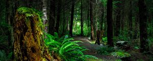 Preview wallpaper forest, path, trees, vancouver island, canada