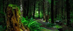 Preview wallpaper forest, path, trees, vancouver island, canada