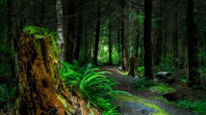 Preview wallpaper forest, path, trees, vancouver island, canada