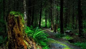 Preview wallpaper forest, path, trees, vancouver island, canada