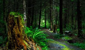 Preview wallpaper forest, path, trees, vancouver island, canada