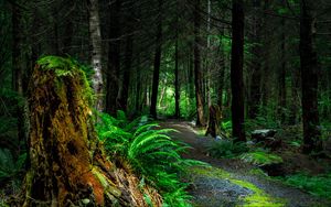 Preview wallpaper forest, path, trees, vancouver island, canada