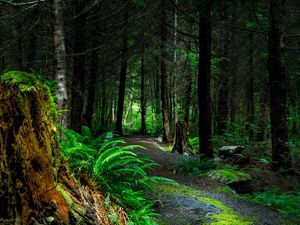 Preview wallpaper forest, path, trees, vancouver island, canada