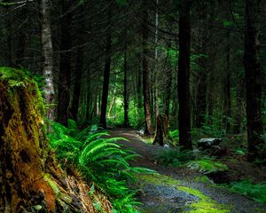 Preview wallpaper forest, path, trees, vancouver island, canada