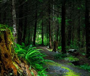 Preview wallpaper forest, path, trees, vancouver island, canada