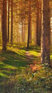 Preview wallpaper forest, path, trees, landscape, summer