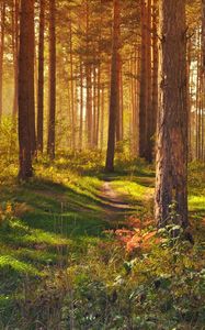 Preview wallpaper forest, path, trees, landscape, summer