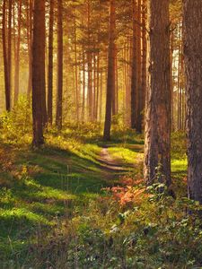 Preview wallpaper forest, path, trees, landscape, summer