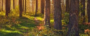 Preview wallpaper forest, path, trees, landscape, summer