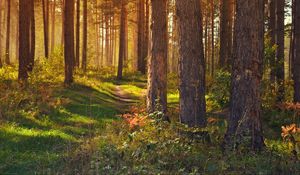 Preview wallpaper forest, path, trees, landscape, summer