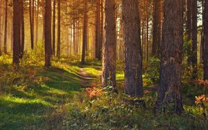 Preview wallpaper forest, path, trees, landscape, summer