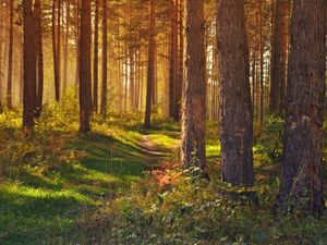 Preview wallpaper forest, path, trees, landscape, summer