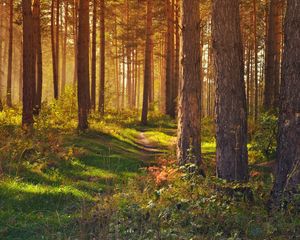 Preview wallpaper forest, path, trees, landscape, summer