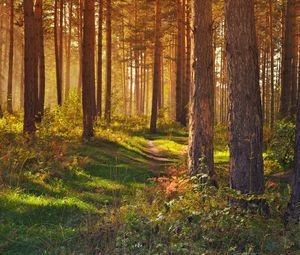 Preview wallpaper forest, path, trees, landscape, summer