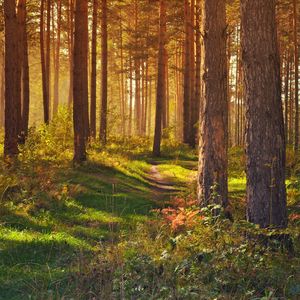 Preview wallpaper forest, path, trees, landscape, summer