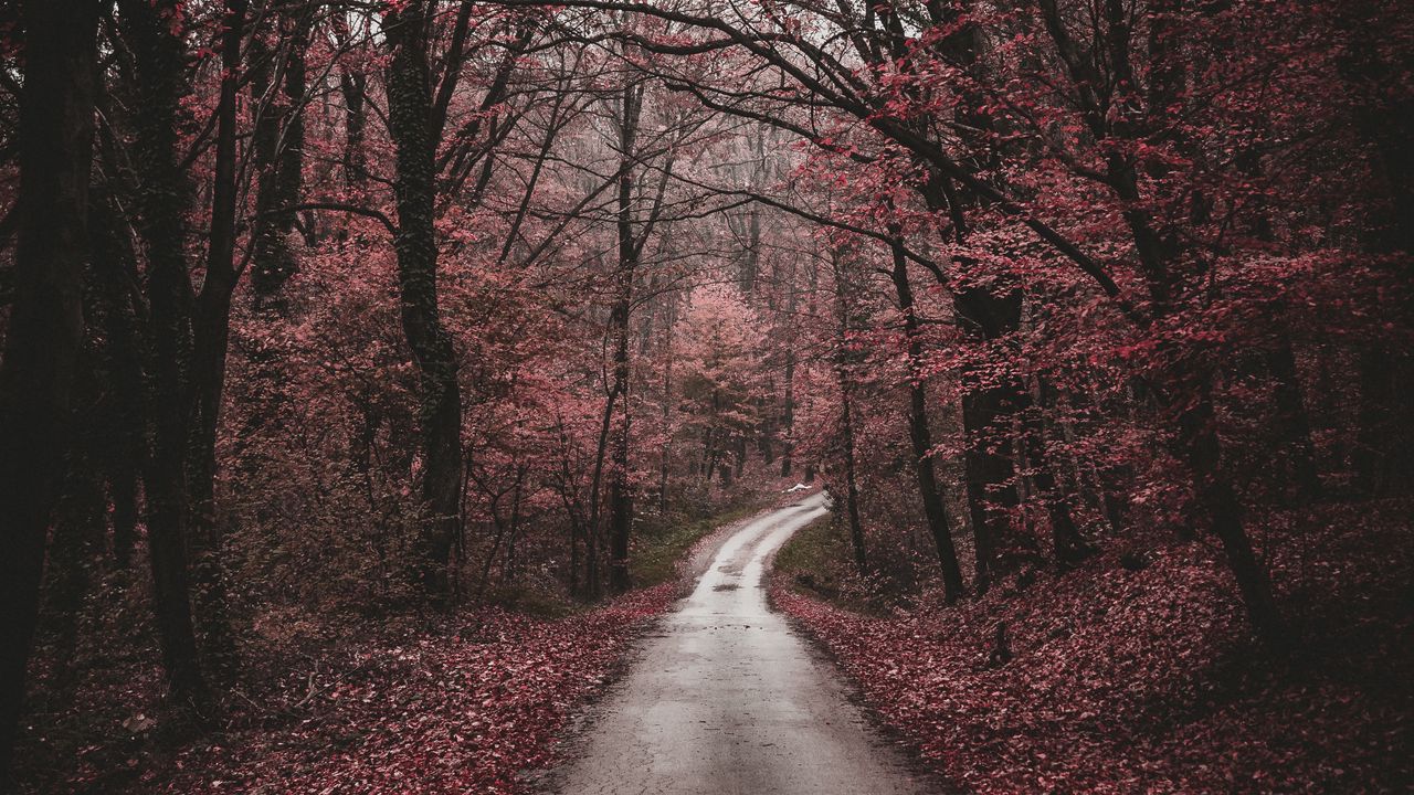 Wallpaper forest, path, trees, autumn, walk