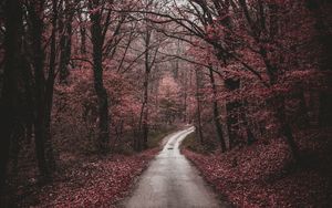 Preview wallpaper forest, path, trees, autumn, walk