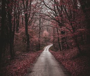 Preview wallpaper forest, path, trees, autumn, walk