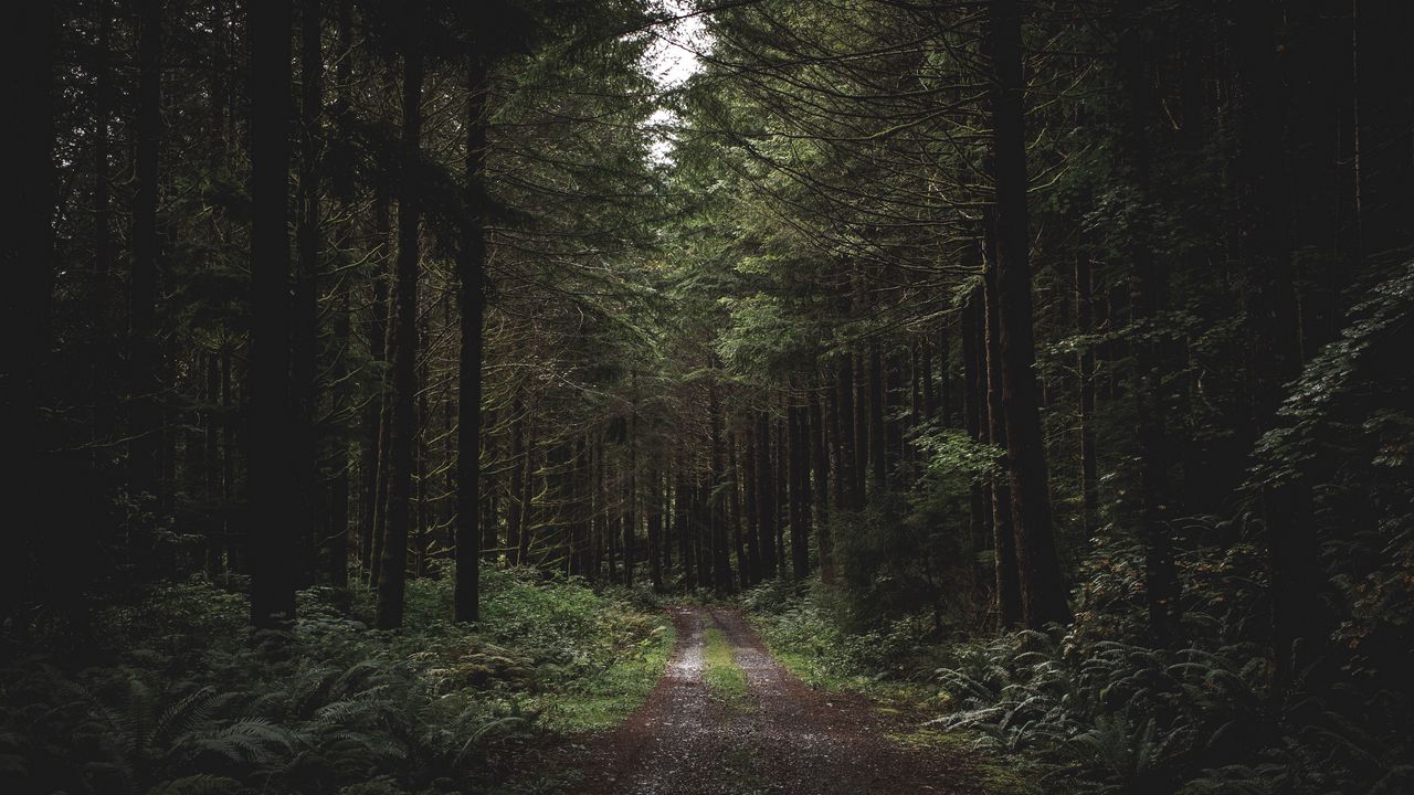 Wallpaper forest, path, trees, grass, evening