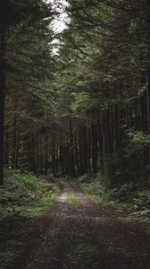 Preview wallpaper forest, path, trees, grass, evening