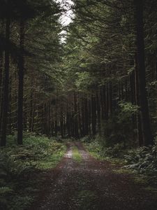 Preview wallpaper forest, path, trees, grass, evening