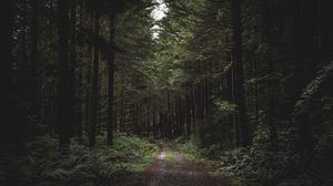 Preview wallpaper forest, path, trees, grass, evening