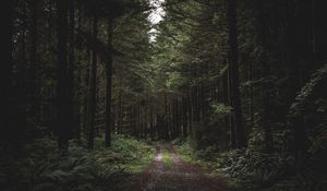 Preview wallpaper forest, path, trees, grass, evening