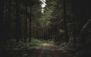 Preview wallpaper forest, path, trees, grass, evening