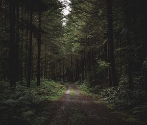 Preview wallpaper forest, path, trees, grass, evening