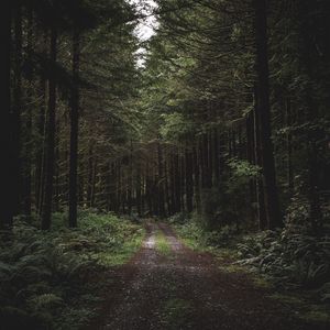 Preview wallpaper forest, path, trees, grass, evening