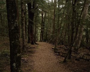 Preview wallpaper forest, path, trees, autumn, foliage