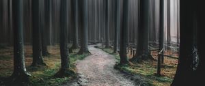 Preview wallpaper forest, path, trees, blur, illusion