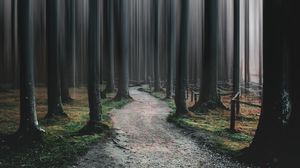 Preview wallpaper forest, path, trees, blur, illusion
