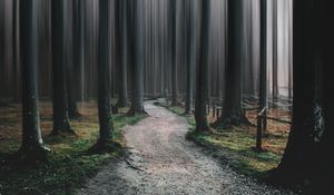 Preview wallpaper forest, path, trees, blur, illusion