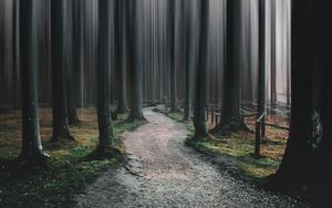 Preview wallpaper forest, path, trees, blur, illusion