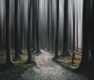 Preview wallpaper forest, path, trees, blur, illusion