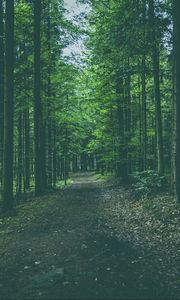 Preview wallpaper forest, path, trees, pines, conifer