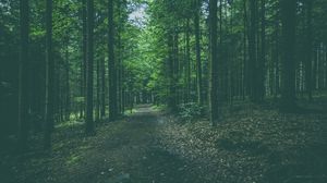 Preview wallpaper forest, path, trees, pines, conifer