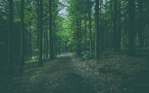 Preview wallpaper forest, path, trees, pines, conifer