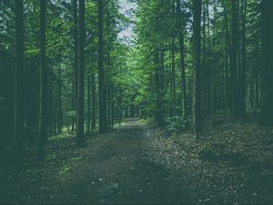 Preview wallpaper forest, path, trees, pines, conifer