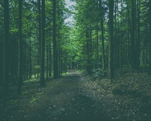 Preview wallpaper forest, path, trees, pines, conifer