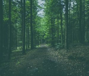 Preview wallpaper forest, path, trees, pines, conifer