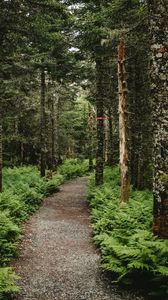 Preview wallpaper forest, path, trees, fern, nature