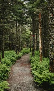 Preview wallpaper forest, path, trees, fern, nature