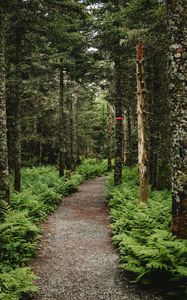 Preview wallpaper forest, path, trees, fern, nature