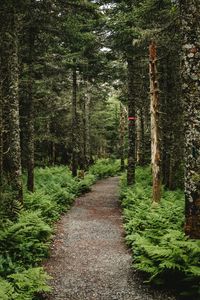 Preview wallpaper forest, path, trees, fern, nature