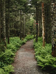 Preview wallpaper forest, path, trees, fern, nature