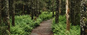 Preview wallpaper forest, path, trees, fern, nature